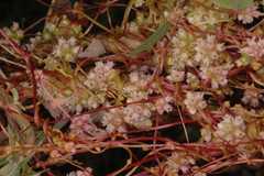 Cuscuta europaea